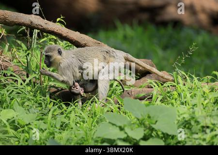 Vervet Affe (Chlorocebus pygerythrus), Mutter, Weibchen, Erwachsene, Kätzchen, Baby, zusammen, behütet, auf der Suche, Kruger, Kruger-Nationalpark, Südafrika Stockfoto