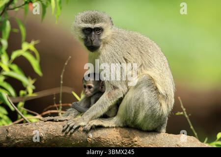 Vervet Affe (Chlorocebus pygerythrus), Mutter, Weibchen, Erwachsene, Kätzchen, Baby, zusammen, geschützt, sitzend, Baumstamm, Kruger, Kruger-Nationalpark, Stockfoto