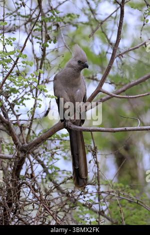 Grauer Abwesenheitsvogel (Crinifer concolor), grauer Abwesenheitsvogel, erwachsen, auf Baum, Warnung, Kruger, Kruger-Nationalpark, Südafrika, Afrika Stockfoto