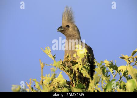 Grauer Abwesenheitsvogel (Crinifer concolor), grauer Abwesenheitsvogel, erwachsen, auf Baum, Warnung, Porträt, Kruger, Kruger-Nationalpark, Südafrika, Afrika Stockfoto