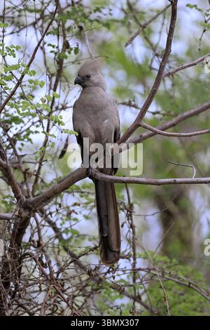 Grauer Abwesenheitsvogel (Crinifer concolor), grauer Abwesenheitsvogel, erwachsen, auf Baum, Warnung, Kruger, Kruger-Nationalpark, Südafrika, Afrika Stockfoto