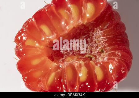 Geschnittene Himbeere mit sichtbaren Samen und saftiger Textur, Makrobild Stockfoto