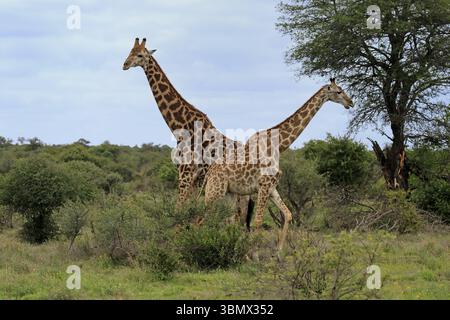 Kapgiraffe (Giraffa camelopardalis giraffa), Erwachsene, Paar, Krüger, Kruger-Nationalpark, Südafrika, Afrika Stockfoto