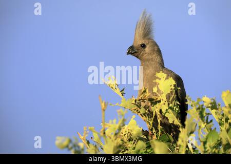 Grauer Abwesenheitsvogel (Crinifer concolor), grauer Abwesenheitsvogel, erwachsen, auf Baum, Warnung, Porträt, Kruger, Kruger-Nationalpark, Südafrika, Afrika Stockfoto