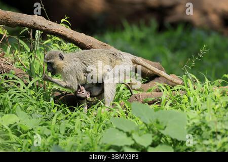 Vervet Affe (Chlorocebus pygerythrus), Mutter, Weibchen, Erwachsene, Kätzchen, Baby, zusammen, behütet, auf der Suche, Kruger, Kruger-Nationalpark, Südafrika Stockfoto