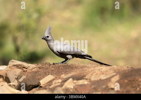 Grauer Abwesenheitsvogel (Crinifer concolor), grauer Abwesenheitsvogel, ausgewachsen, auf dem Boden, auf Futtersuche, Alert, Kruger, Kruger-Nationalpark, Südafrika, Afrika Stockfoto