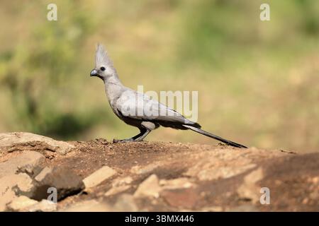 Grauer Abwesenheitsvogel (Crinifer concolor), grauer Abwesenheitsvogel, ausgewachsen, auf dem Boden, auf Futtersuche, Alert, Kruger, Kruger-Nationalpark, Südafrika, Afrika Stockfoto