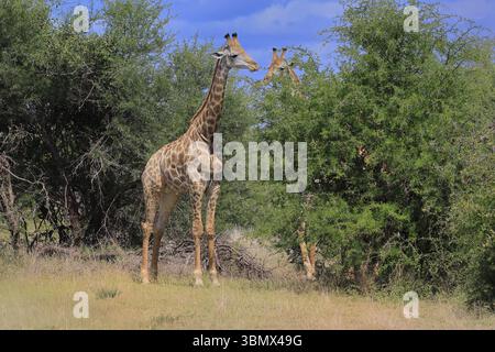 Kapgiraffe (Giraffa camelopardalis giraffa), Erwachsene, Paar, Krüger, Kruger-Nationalpark, Südafrika, Afrika Stockfoto