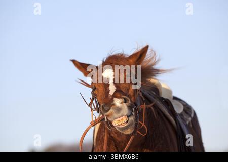 Lustig Pferd machen lächelndes Gesicht Stockfoto