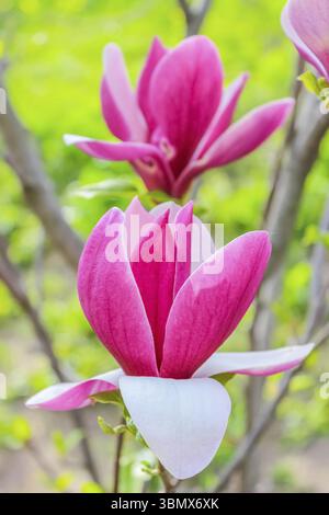 Geöffnete Blume lila Magnolie, die auf einem Baum zwischen Ästen wächst. Aus nächster Nähe auf verschwommenem Hintergrund am sonnigen Frühlingstag. Frühling, Jahreszeiten, Zeit von euch Stockfoto