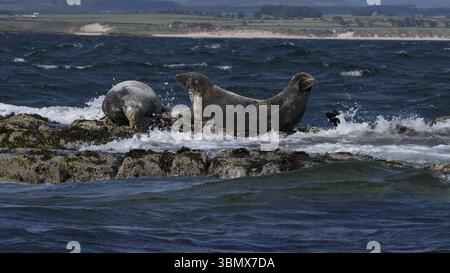 Halichoerus grypus, vereinigtes Königreich Stockfoto