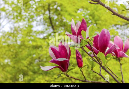 Geöffnete Blume lila Magnolie, die auf einem Baum zwischen Ästen wächst. Aus nächster Nähe auf verschwommenem Hintergrund am sonnigen Frühlingstag. Frühling, Jahreszeiten, Zeit von euch Stockfoto