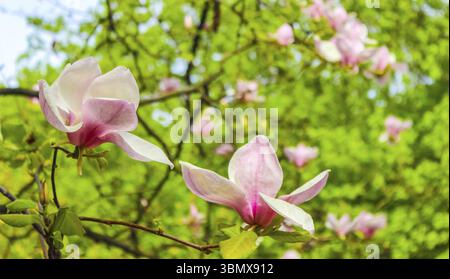 Rosa Magnolie Blume unter den Zweigen des Baumes eröffnet. Aus Close-up an einem sonnigen Frühlingstag. Frühling, Jahreszeiten, Jahreszeit Stockfoto