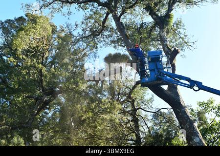 GREYMOUTH, NEUSEELAND, 2025: Sägemehl fliegt, als ein Baumstamm den Ast einer neuseeländischen Schwarzkiefer abschneidet. Stockfoto