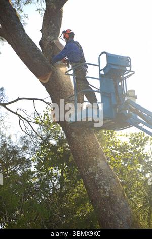 GREYMOUTH, NEUSEELAND, 2025: Sägemehl fliegt, als ein Baumstamm den Ast einer neuseeländischen Schwarzkiefer abschneidet. Stockfoto