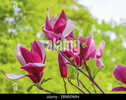 Geöffnete Blume lila Magnolie, die auf einem Baum zwischen Ästen wächst. Aus nächster Nähe auf verschwommenem Hintergrund am sonnigen Frühlingstag. Frühling, Jahreszeiten, Zeit von euch Stockfoto