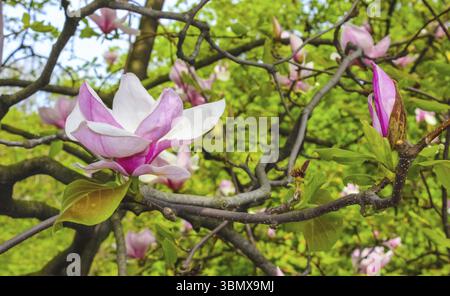 Rosa Magnolie Blume unter den Zweigen des Baumes eröffnet. Aus Close-up an einem sonnigen Frühlingstag. Frühling, Jahreszeiten, Jahreszeit Stockfoto