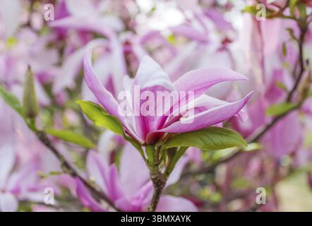 Die rosafarbene Magnolienblume ist zwischen den Zweigen des Baumes geöffnet. Aus der Nähe an einem sonnigen Frühlingstag. Frühling, Jahreszeiten, Jahreszeit. Hintergrund mit weichem Fokus Stockfoto