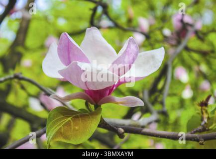 Rosa Magnolie Blume unter den Zweigen des Baumes eröffnet. Aus Close-up an einem sonnigen Frühlingstag. Frühling, Jahreszeiten, Jahreszeit Stockfoto