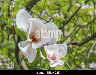 Weiße Magnolienblüte zwischen den Zweigen des Baumes. Außerhalb des großen Winkels der Nahaufnahme. Frühling, Jahreszeiten, Jahreszeit Stockfoto