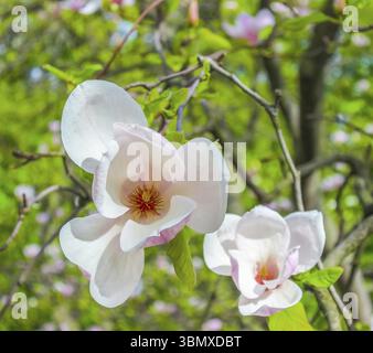 Weiße Magnolienblüte zwischen den Zweigen des Baumes. Außerhalb des großen Winkels der Nahaufnahme. Frühling, Jahreszeiten, Jahreszeit Stockfoto