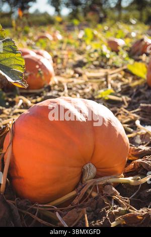 Großer orangener Kürbis liegt in flacher Form auf dem Boden zwischen herabfallenden Blättern und weist eine geriffelte Oberfläche auf Stockfoto