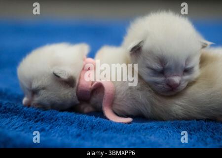 Zwei neugeborene 1 Woche alte Ragdoll-Kätzchen schlafen mit geschlossenen Augen auf der Decke, Hauskatze Stockfoto