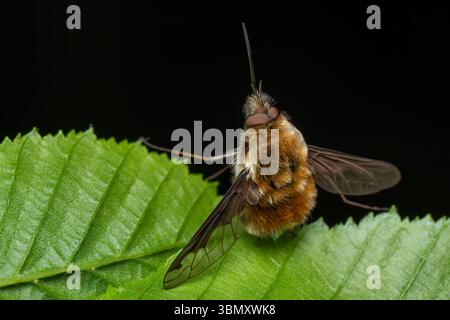 Greater Bee Fly - Bombylius Major, schöne parasitische Bienenmimimienfliege, die in europäischen Wiesen und Wäldern beheimatet ist, Zlin, Tschechische Republik. Stockfoto