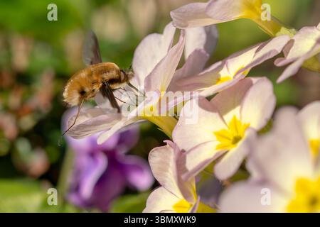 Greater Bee Fly - Bombylius Major, schöne parasitische Bienenmimimienfliege, die in europäischen Wiesen und Wäldern beheimatet ist, Zlin, Tschechische Republik. Stockfoto