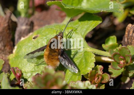 Greater Bee Fly - Bombylius Major, schöne parasitische Bienenmimimienfliege, die in europäischen Wiesen und Wäldern beheimatet ist, Zlin, Tschechische Republik. Stockfoto