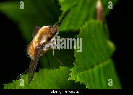 Greater Bee Fly - Bombylius Major, schöne parasitische Bienenmimimienfliege, die in europäischen Wiesen und Wäldern beheimatet ist, Zlin, Tschechische Republik. Stockfoto
