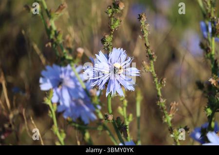 Pantaloon-Biene auf Zichorien am Morgen Stockfoto