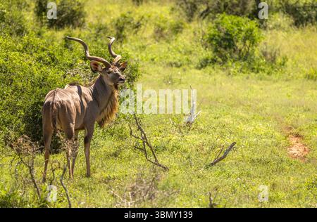 Ein männlicher Großkudu (Tragelaphus Strepsiceros), Addo Elephant National Park, Südafrika. Stockfoto