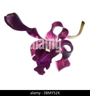 Es ist eine dunkelviolette Orchidee, isoliert auf weiß. Stockfoto