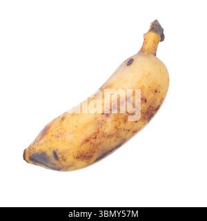 Es handelt sich um reife Bananen, die auf weiß isoliert sind. Stockfoto