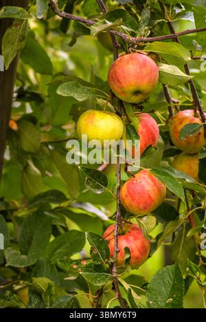 Rote Äpfel, hängen an einem Baum Stockfoto