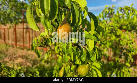 Kleine Früchte auf einem Birnenbaum. Birnen an Baumästen. Bäume und Früchte. Anbau der Ernte Stockfoto