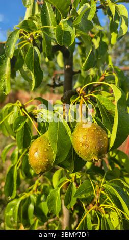 Kleine Früchte auf einem Birnenbaum. Birnen an Baumästen. Bäume und Früchte. Anbau der Ernte Stockfoto