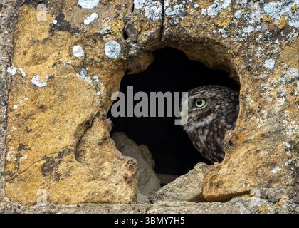 Eine kleine Eule ( Athene noctua), die bei Sonnenuntergang von einer Steinfelde im ländlichen Bedfordshire, Großbritannien, blickt Stockfoto