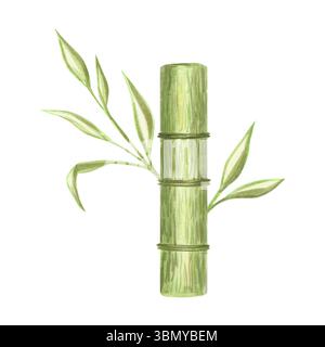 Grüner Bambusstiel, Baumstamm mit Blättern isolierte Aquarellillustration. Handgezeichneter Grünzweig für botanisches, umweltfreundliches Design. Orientalisch Stockfoto