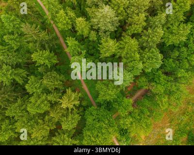 Ein Blick von oben auf einen üppig grünen Wald mit gewundenen, unbefestigten Pfaden, die durch dichte Bäume führen und die friedliche Schönheit der Natur von oben einfangen. Stockfoto