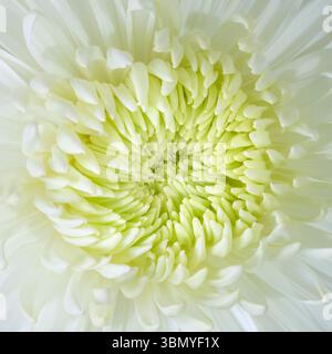 Eine Nahaufnahme des Zentrums einer weißen Chrysanthemenblume Stockfoto