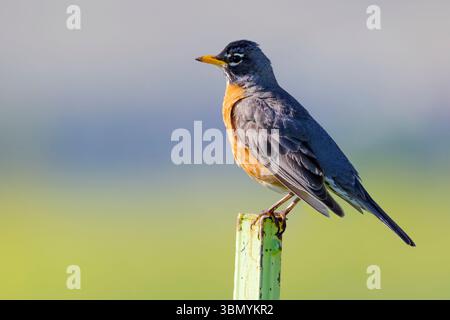 Amerikanischer robin (Turdus migratorius) hockte auf einem Pol, Wyoming, USA. Stockfoto