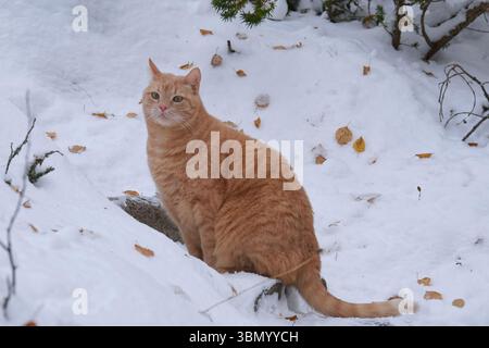 Die Katze sitzt mitten im Schnee Stockfoto