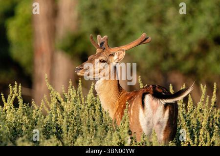 Ein Damhirsch, der im Wald lebt. Dama Dama in der Türkei Stockfoto