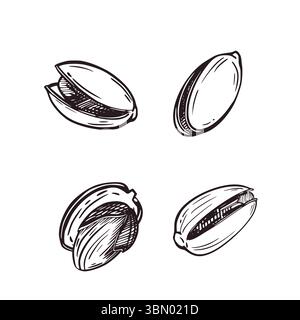 Vektor-Illustration Set, Pistazien-Nüsse in der Schale und ohne es. Alle Objekte werden von Hand in Vektortinte gezeichnet. Die Abbildungen sind zum Bedrucken geeignet Stock Vektor