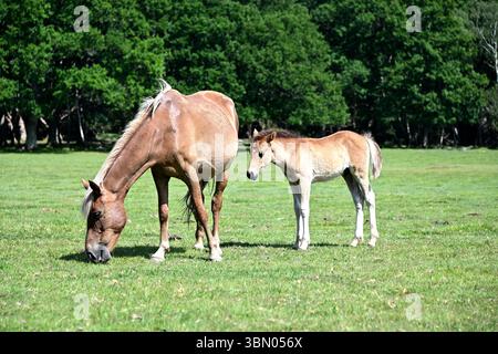 New Forest Ponys Mutter und Fohlen Stockfoto