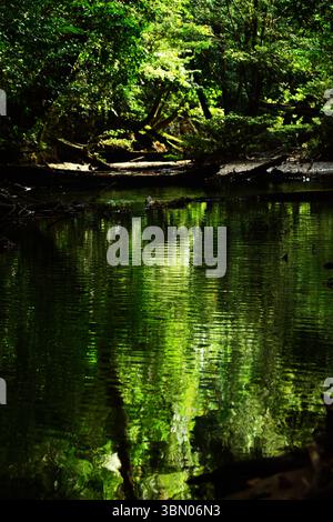 MALAYSIA SARAWAK 29/6/25.der 60 Millionen Jahre alte Mulu-Nationalpark ist sicherlich ein botanisches Juwel. Der Park ist sowohl wegen seiner hohen Artenvielfalt als auch wegen seiner Karsteigenschaften hervorragend. Der Gunung Mulu Nationalpark auf der Insel Borneo im Bundesstaat Sarawak ist das am meisten erforschte tropische Karstgebiet der Welt. Der 52.864 ha große Park umfasst 17 Vegetationszonen mit rund 3.500 Arten von Gefäßpflanzen. Seine Palmenarten sind außergewöhnlich reich, mit 109 Arten in 20 Gattungen. Der Park wird von Gunung Mulu, A, dominiert Stockfoto