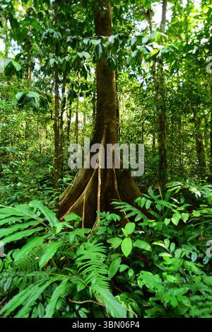 MALAYSIA SARAWAK 29/6/25.der 60 Millionen Jahre alte Mulu-Nationalpark ist sicherlich ein botanisches Juwel. Der Park ist sowohl wegen seiner hohen Artenvielfalt als auch wegen seiner Karsteigenschaften hervorragend. Der Gunung Mulu Nationalpark auf der Insel Borneo im Bundesstaat Sarawak ist das am meisten erforschte tropische Karstgebiet der Welt. Der 52.864 ha große Park umfasst 17 Vegetationszonen mit rund 3.500 Arten von Gefäßpflanzen. Seine Palmenarten sind außergewöhnlich reich, mit 109 Arten in 20 Gattungen. Der Park wird von Gunung Mulu, A, dominiert Stockfoto