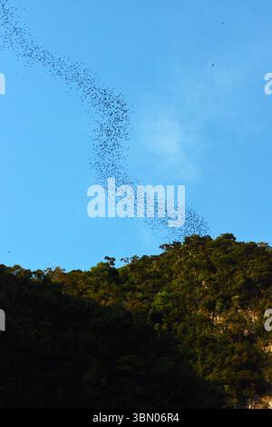 MALAYSIA SARAWAK 29/6/25.der 60 Millionen Jahre alte Mulu-Nationalpark ist sicherlich ein botanisches Juwel. Der Park ist sowohl wegen seiner hohen Artenvielfalt als auch wegen seiner Karsteigenschaften hervorragend. Der Gunung Mulu Nationalpark auf der Insel Borneo im Bundesstaat Sarawak ist das am meisten erforschte tropische Karstgebiet der Welt. Der 52.864 ha große Park umfasst 17 Vegetationszonen mit rund 3.500 Arten von Gefäßpflanzen. Seine Palmenarten sind außergewöhnlich reich, mit 109 Arten in 20 Gattungen. Der Park wird von Gunung Mulu, A, dominiert Stockfoto